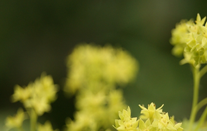 Цариче (Alchemilla vulgaris) Цариче (Alchemilla vulgaris)