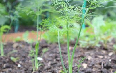 Резене (Foeniculum vulgare) Резене (Foeniculum vulgare)