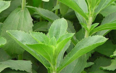 Стевия (Stevia rebaudiana) Стевия (Stevia rebaudiana)