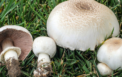Agaricus Agaricus
