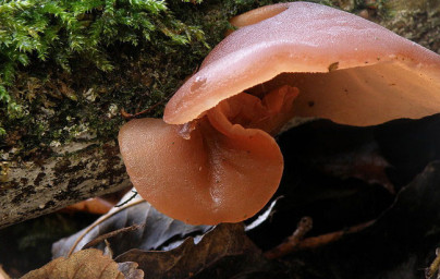 Auricularia Auricularia