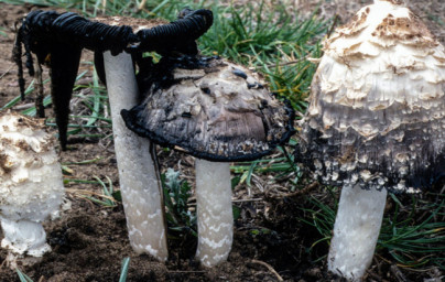 Coprinus Coprinus