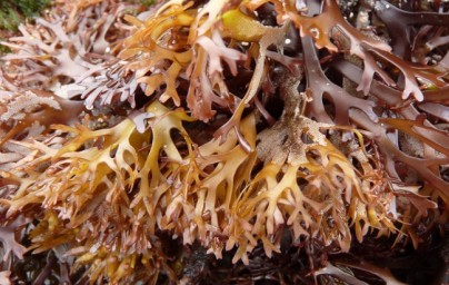 Knorpeltang - Chondrus crispus Knorpeltang - Chondrus crispus