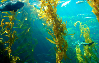 Kelp Kelp