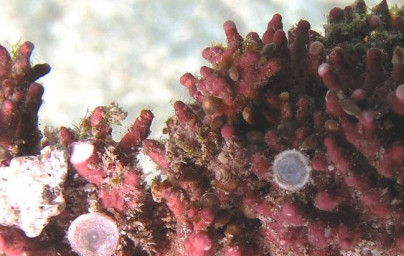 Litothamnium calcareum Litothamnium calcareum
