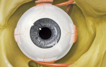Augen Augen