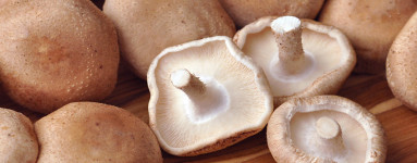 Shiitake 