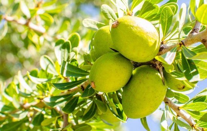 Argan (Argania Spinosa) Argan (Argania Spinosa)