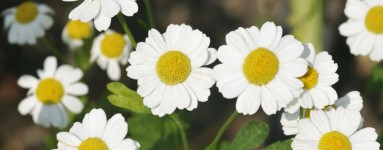 Feverfew ili povratić (Tanacetum parthenium)