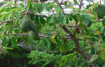 Graviola (Annona muricata)