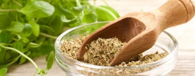 Origano (Origanum vulgarum)