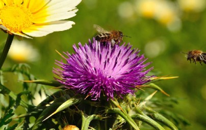 Sikavica (Silybum marianum) Sikavica (Silybum marianum)