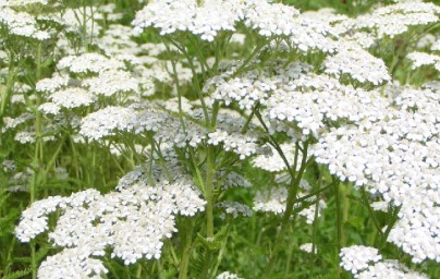 Stolisnik (Achillea millefolium) Stolisnik (Achillea millefolium)