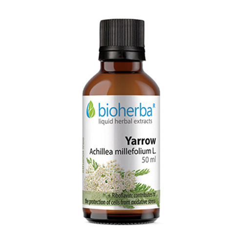 Stolisnik - tinktura, 50 ml