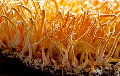 Cordyceps CS-4 Cordyceps CS-4
