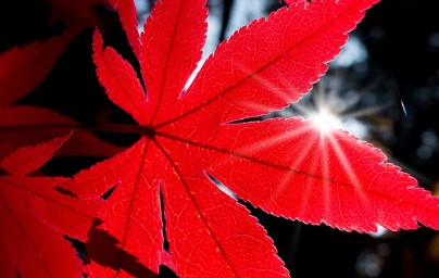 Javor (Acer) Javor (Acer)