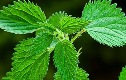 Kopriva (Urtica dioica) Kopriva (Urtica dioica)