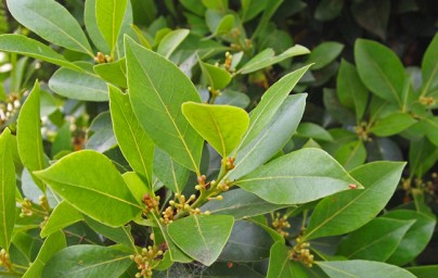 Lovor (Laurus nobilis) Lovor (Laurus nobilis)