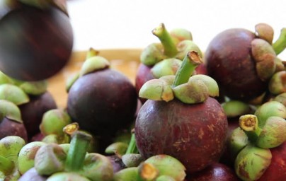 Mangostin (Garcinia mangostana) Mangostin (Garcinia mangostana)