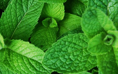 Metvica (Mentha spicata) Metvica (Mentha spicata)