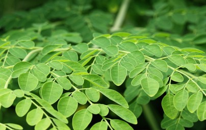 Moringa (Moringa oleifera) Moringa (Moringa oleifera)