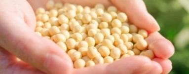 Fenilalanin 