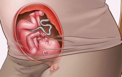 20. tjedan trudnoće 20. tjedan trudnoće