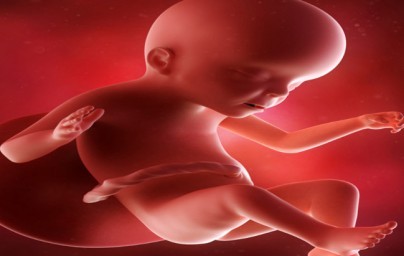 23. tjedan trudnoće 23. tjedan trudnoće