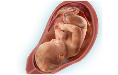 36. tjedan trudnoće 36. tjedan trudnoće