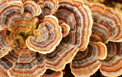 Coriolus Coriolus