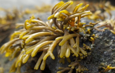 Barna tengeri alga Pelvetia canaliculata