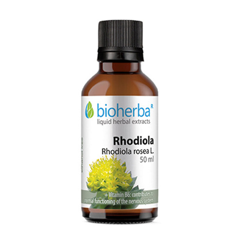 Rodiola rosa  (Rhodiola) - tintura, 50 ml
