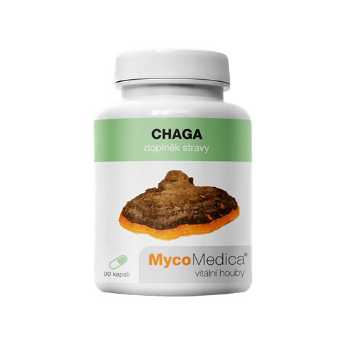 Chaga cogumelo medicinal.
