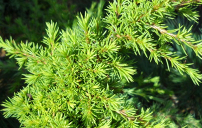 Cedra (Cedrus) Cedra (Cedrus)