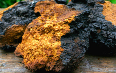 Chaga Chaga