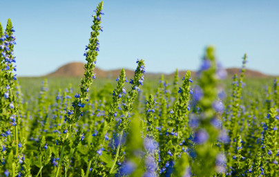 Chia (Salvia hispanica) Chia (Salvia hispanica)