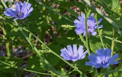 Cikorija (Cichorium intybus L.) Cikorija (Cichorium intybus L.)
