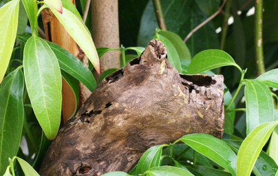 Cimet (Cinnamomum verum) Cimet (Cinnamomum verum)