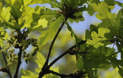 Dob (Quercus robur) Dob (Quercus robur)