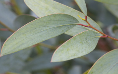 Evkaliptus (Eucalyptus) Evkaliptus (Eucalyptus)