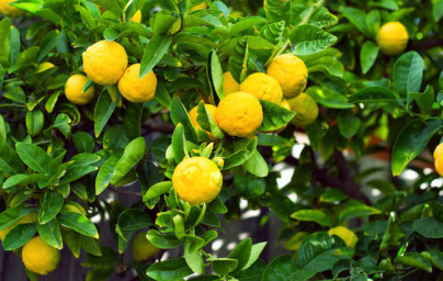 Limona (Citrus × limon) Limona (Citrus × limon)