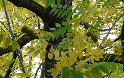 Oreh (Juglans regia)