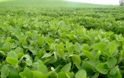Soja (Glycine max) Soja (Glycine max)