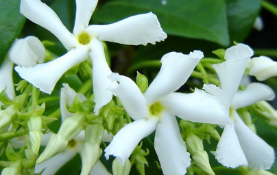 Vanilija (Vanilla planifolia) Vanilija (Vanilla planifolia)