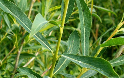 Vrba (Salix) Vrba (Salix)
