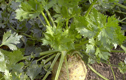 Zelena (Apium graveolens) Zelena (Apium graveolens)