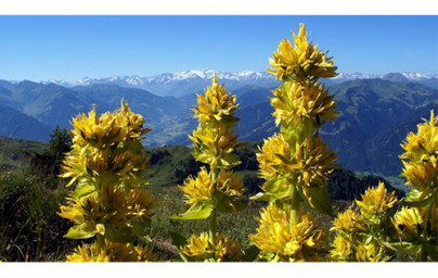 Encijan (Gentiana lutea) Encijan (Gentiana lutea)
