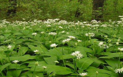 Čemaž (Allium ursinum) Čemaž (Allium ursinum)