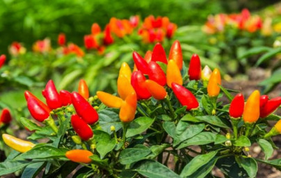 Čili (Capsicum annuum) Čili (Capsicum annuum)