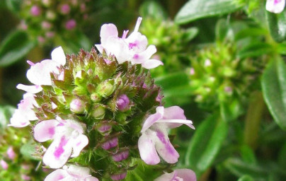 Šetraj (Satureja hortensis) Šetraj (Satureja hortensis)